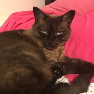 Meet your Posher, Addison